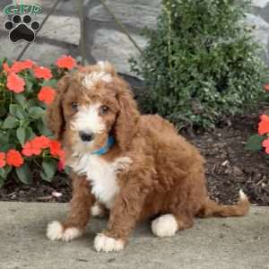 Barney, Goldendoodle Puppy