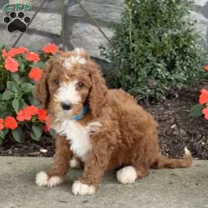 Barney, Goldendoodle Puppy