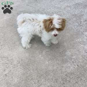 Jake, Havapoo Puppy