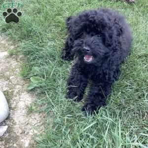 Jude, Havapoo Puppy