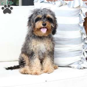 Harley, Cavapoo Puppy