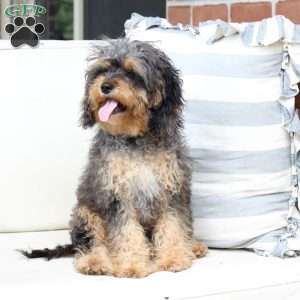 Harley, Cavapoo Puppy