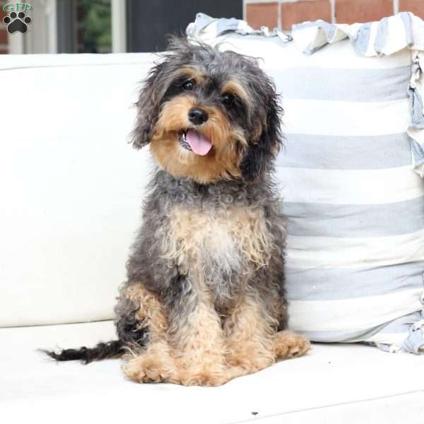 Harley, Cavapoo Puppy