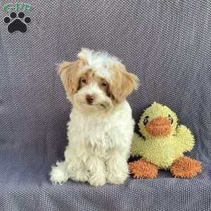 Jake, Havapoo Puppy