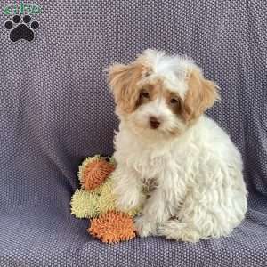 Jake, Havapoo Puppy