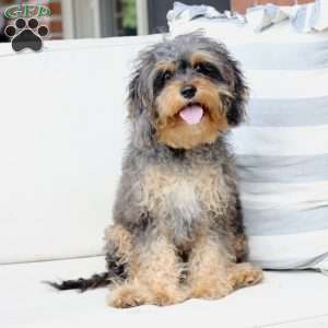 Harley, Cavapoo Puppy