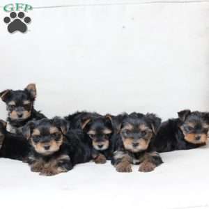 Bentley, Yorkie Puppy