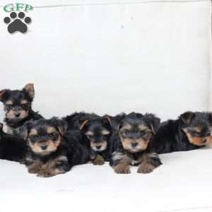 Toby, Yorkie Puppy