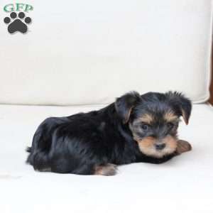 Olive, Yorkie Puppy