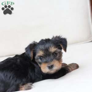 Olive, Yorkie Puppy