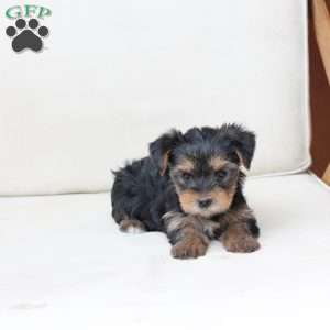 Olive, Yorkie Puppy
