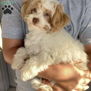 Jake, Havapoo Puppy