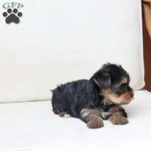 Olive, Yorkie Puppy