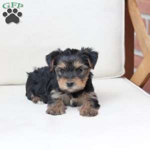 Olive, Yorkie Puppy