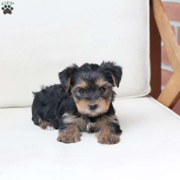 Olive, Yorkie Puppy