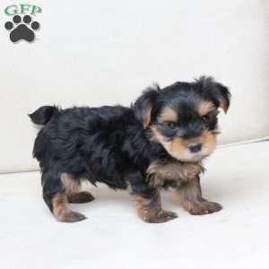 Toby, Yorkie Puppy