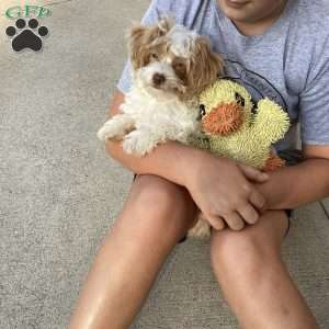 Jake, Havapoo Puppy