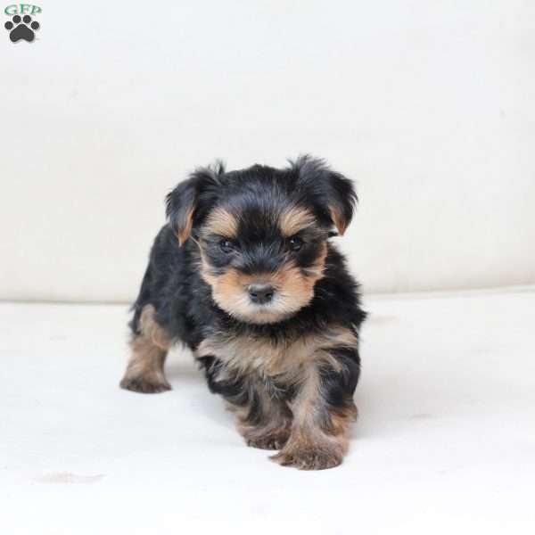 Toby, Yorkie Puppy