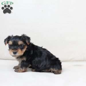 Toby, Yorkie Puppy