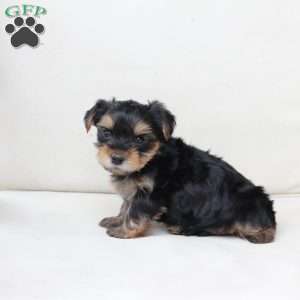 Toby, Yorkie Puppy