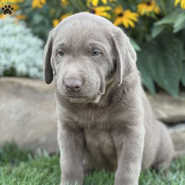 Shawn, Silver Labrador Retriever Puppy