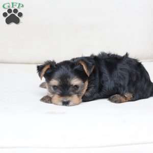 Bentley, Yorkie Puppy