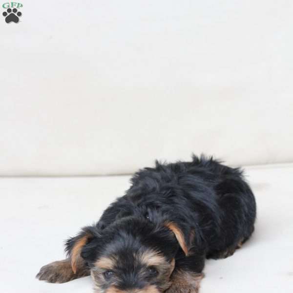 Bentley, Yorkie Puppy