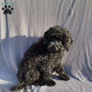 Jude, Havapoo Puppy