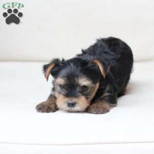 Bentley, Yorkie Puppy