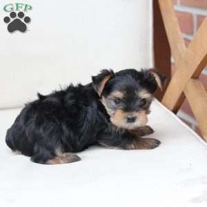 Bentley, Yorkie Puppy