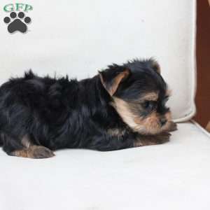 Bentley, Yorkie Puppy