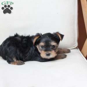 Bentley, Yorkie Puppy