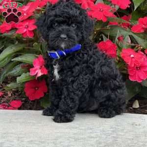 Max, Mini Bernedoodle Puppy