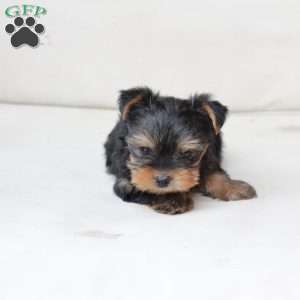 Benny, Yorkie Puppy