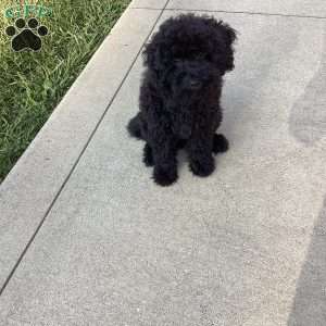 Jude, Havapoo Puppy