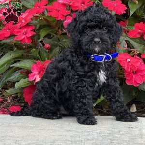 Max, Mini Bernedoodle Puppy