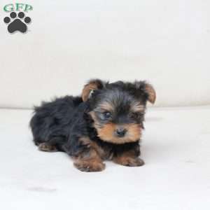 Benny, Yorkie Puppy