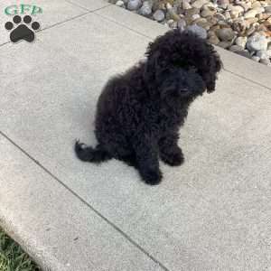 Jude, Havapoo Puppy