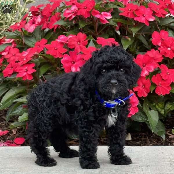 Max, Mini Bernedoodle Puppy