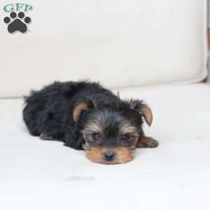 Benny, Yorkie Puppy
