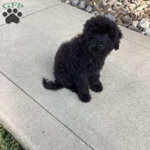 Jude, Havapoo Puppy