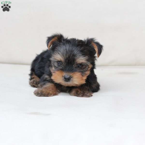 Benny, Yorkie Puppy