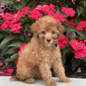 Macy, Mini Bernedoodle Puppy