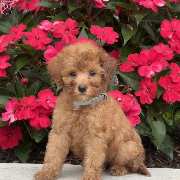 Macy, Mini Bernedoodle Puppy