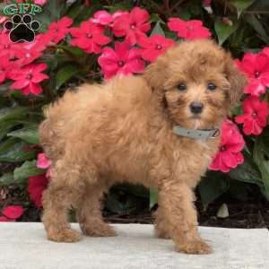 Macy, Mini Bernedoodle Puppy