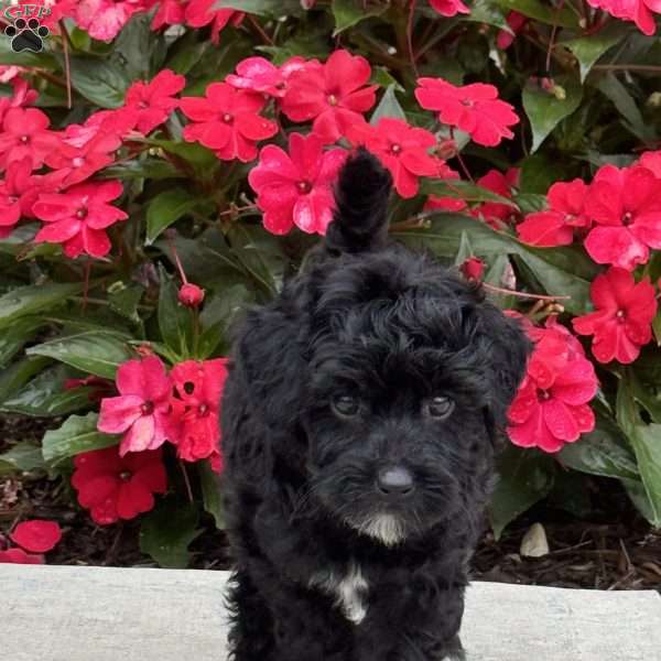 Molly, Mini Bernedoodle Puppy