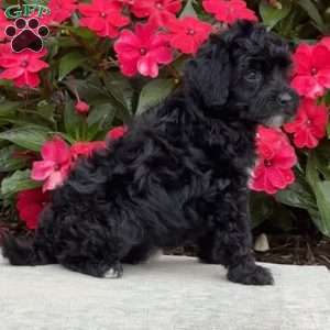 Molly, Mini Bernedoodle Puppy