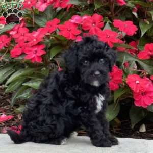 Molly, Mini Bernedoodle Puppy