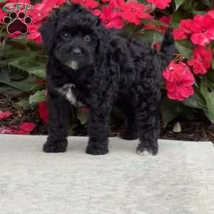 Molly, Mini Bernedoodle Puppy