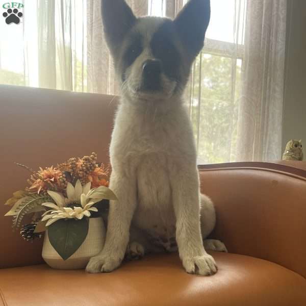 Tom, Akita Puppy